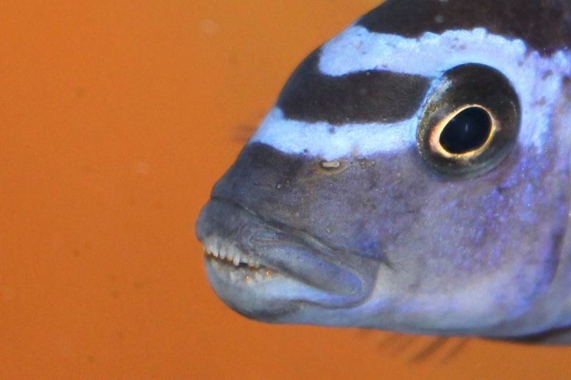 Tropheops kumwera 'Makokola Reef'